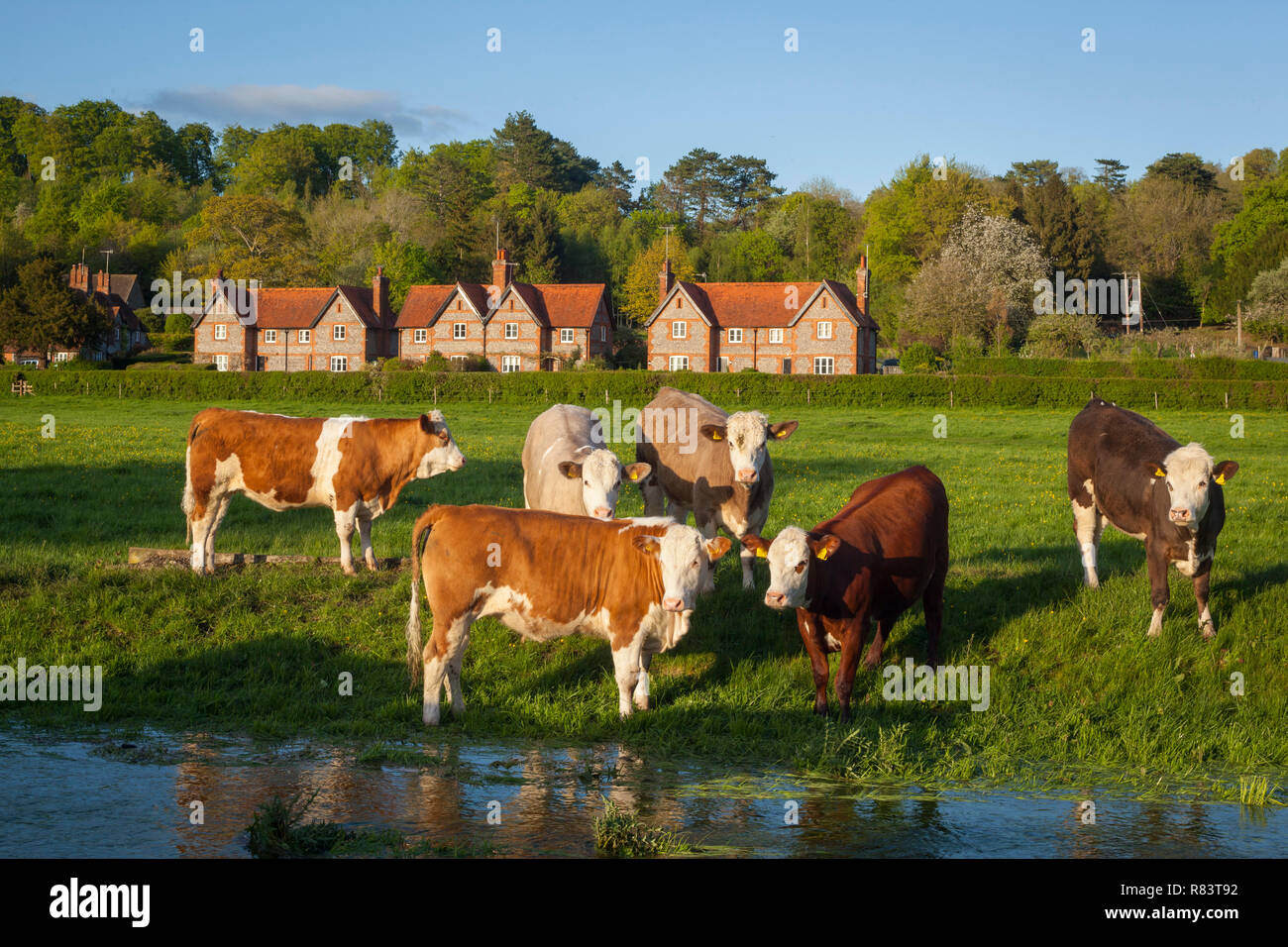 Cattle graze in the evening sun by the stream, near Hambleden, Buckinghamshire Stock Photo