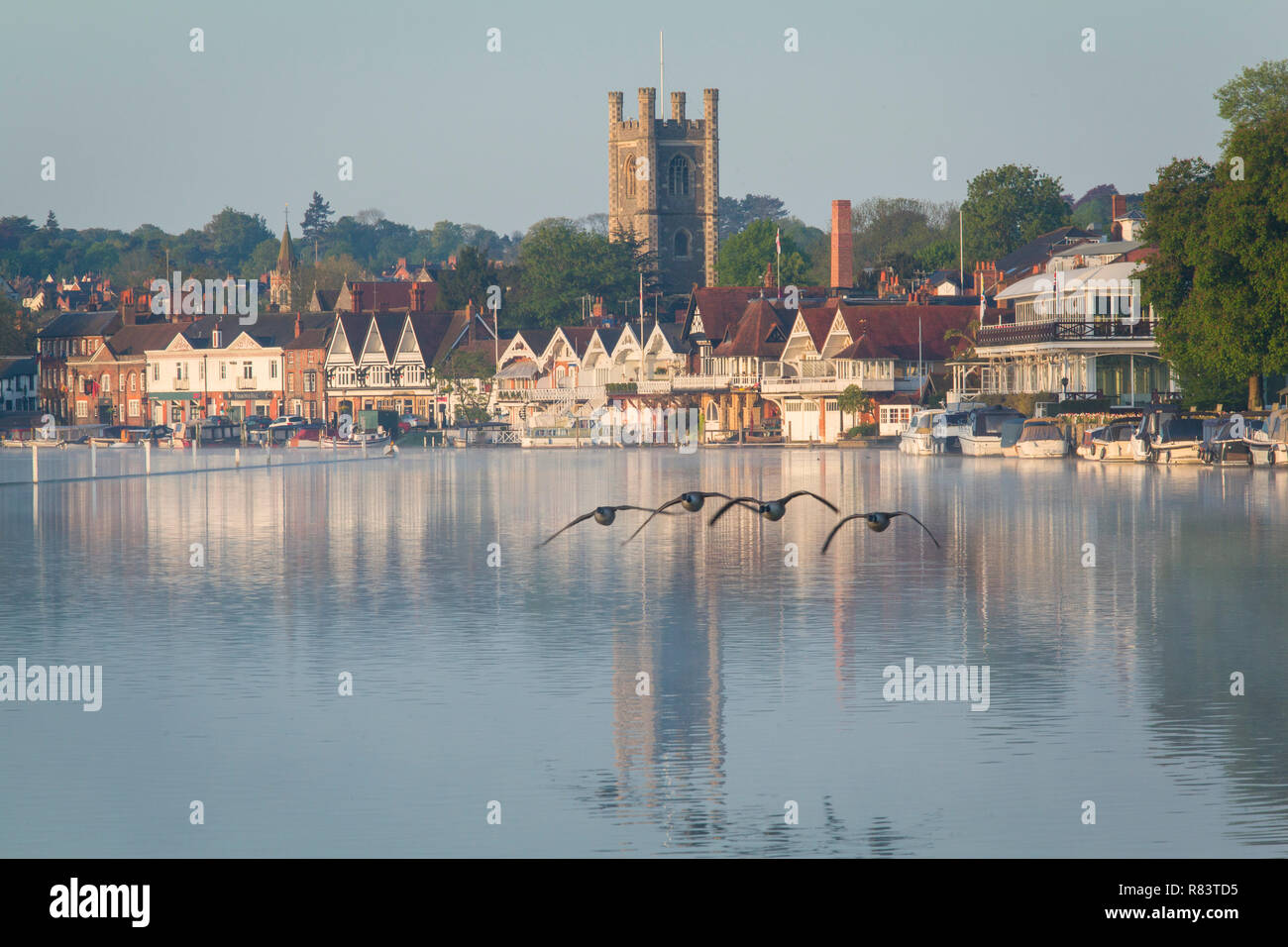 Looking South across the Thames towards the picturesque town of Henley-on-Thames, Oxfordshire  with a flock of Canada Geese Stock Photo