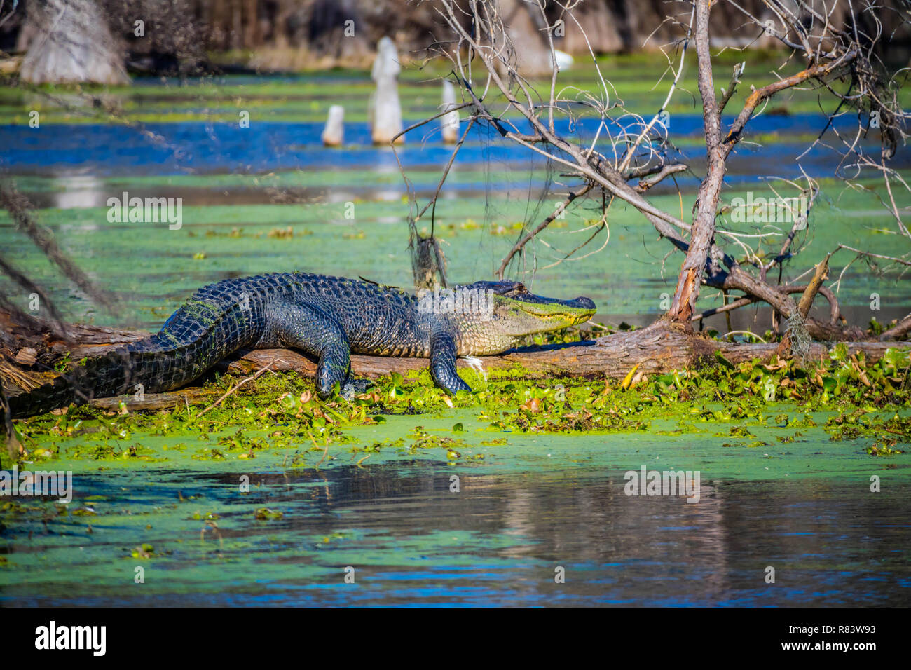 Louisiana swamp alligator 16 x 20 canvas — BRIANANDREWBYRD