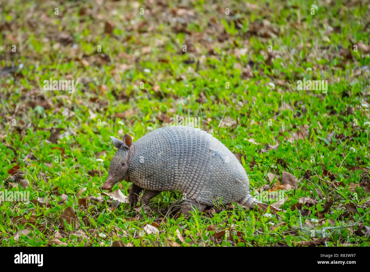 A small cute Armadillo in Abbeville, Louisiana Stock Photo