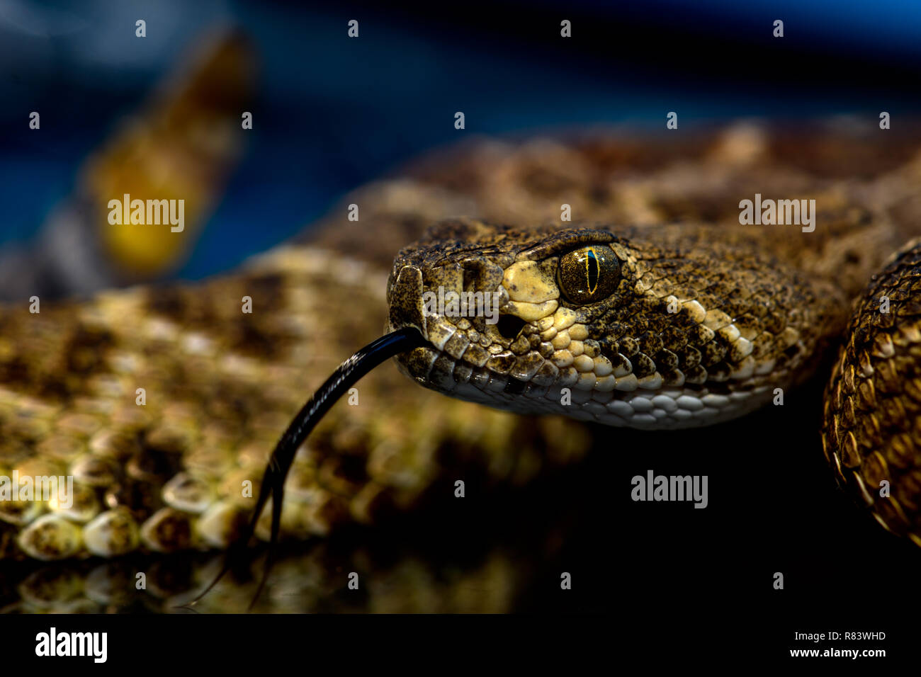 Western diamondback rattlesnake or Texas diamondback (Crotalus atrox