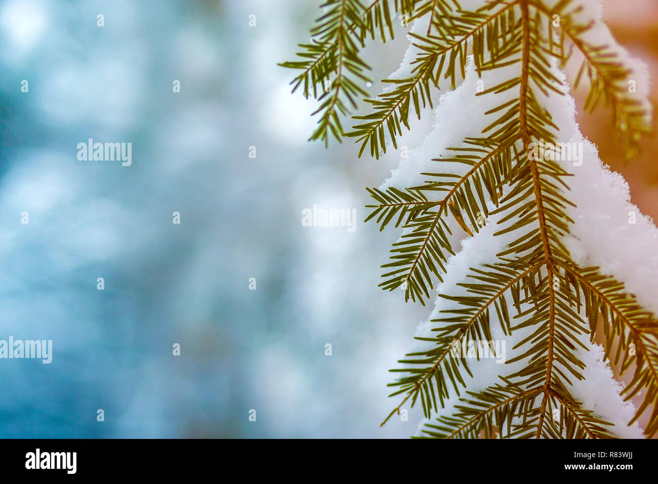 Pine tree branches with green needles covered with deep fresh clean ...