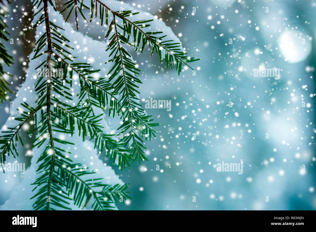 Pine tree branches with green needles covered deep fresh clean snow on blue outdoors copy space background. Merry Christmas and Happy New Stock Photo - Alamy