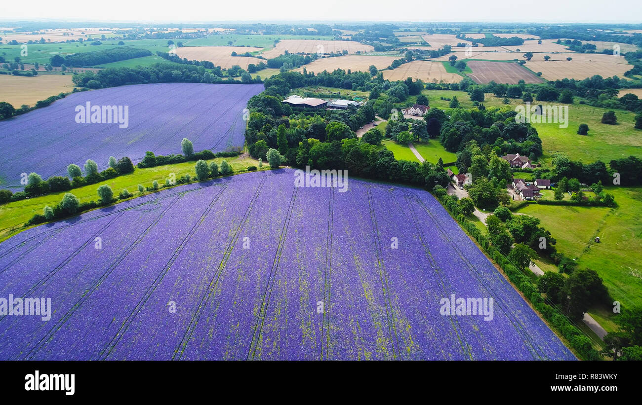 Purple fields hi-res stock photography and images - Alamy