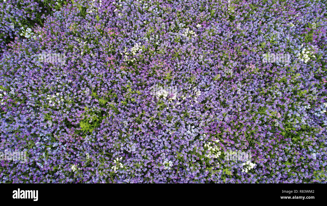 purple fields Stock Photo