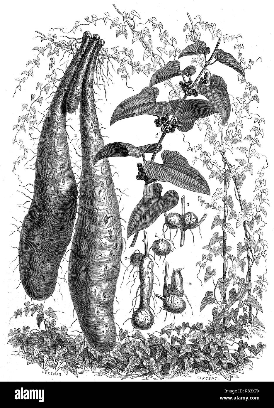 Digital improved reproduction, Chinese yam, Dioscorea polystachya, also called cinnamon-vine, Yams, Yamswurzel, from an original print from the year 1855 Stock Photo