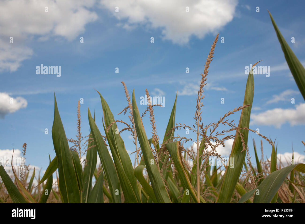 Wide and detailed corn fields leaves and corn plants in France in