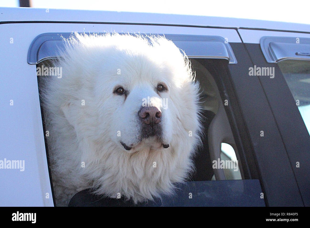 Great White Pyrenees looking out the car window Stock Photo
