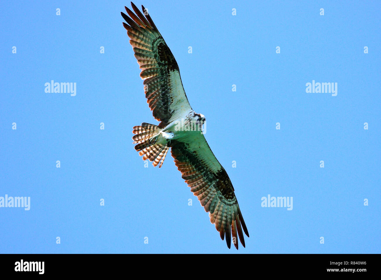 Osprey in flight after catching fish with a bright blue sky background ...