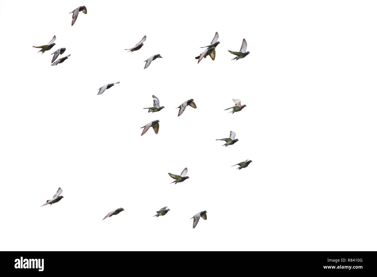 Тысячи птиц speed up. Мне крылья резали а я летала. Скворцы стая. Стая птиц в нью йорке. Тысячи птиц speed up.