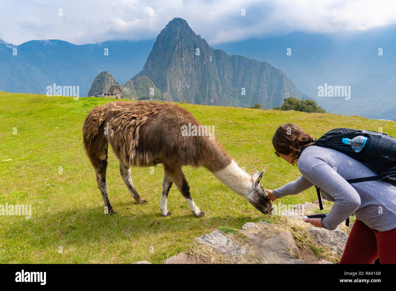 Tourist petting a llama at Machu Picchu Stock Photo