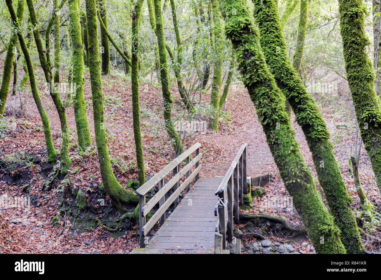 Footbridge in California Bay Laurel Forest. Stock Photo