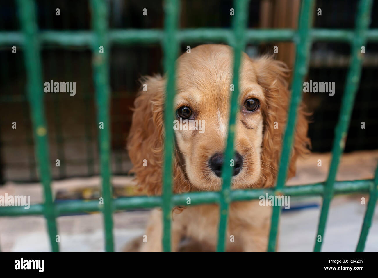 Cocker spaniel puppy in a cage, waiting for his next owner behind bars. Dogs for sale in a pet shop of Cartagena de Indias, Colombia, South America Stock Photo