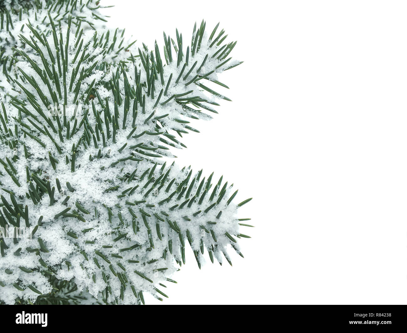 green fir tree branch covered with snow isolated on white background ...