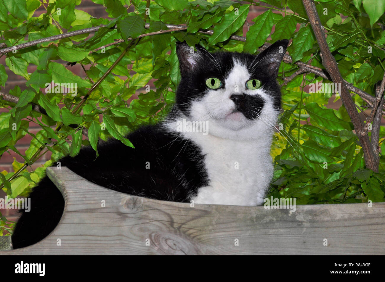 Chubby faced cat hi-res stock photography and images - Alamy