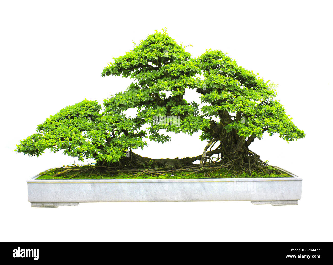 Bonsai. Isolated on white background Stock Photo - Alamy