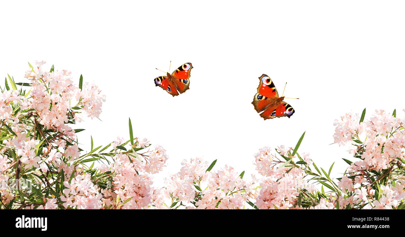 Pink flowers and butterflies. Isolated on white background Stock Photo ...