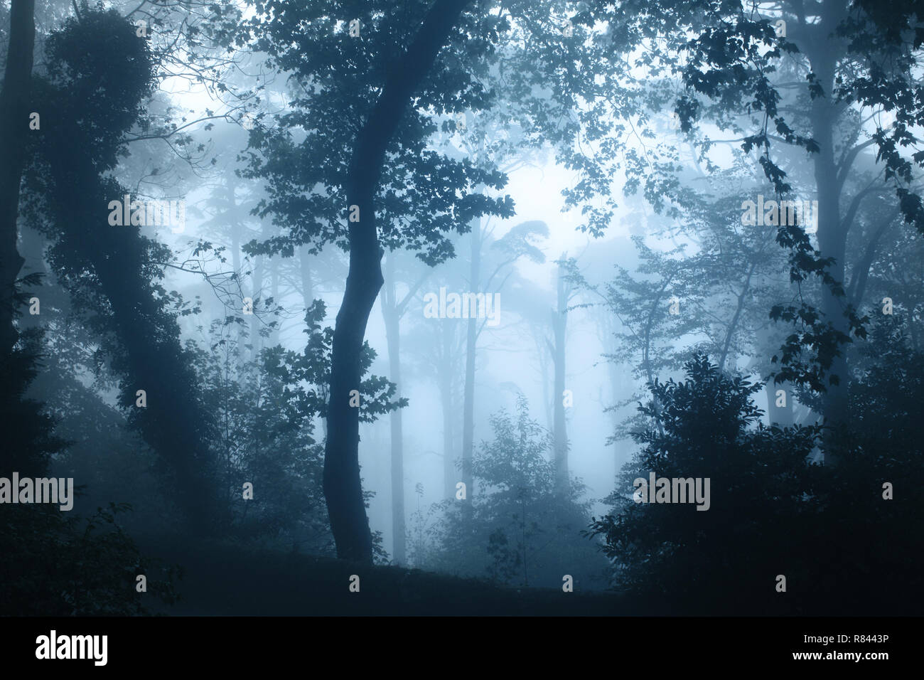 Mysterious landscape of foggy forest Stock Photo - Alamy