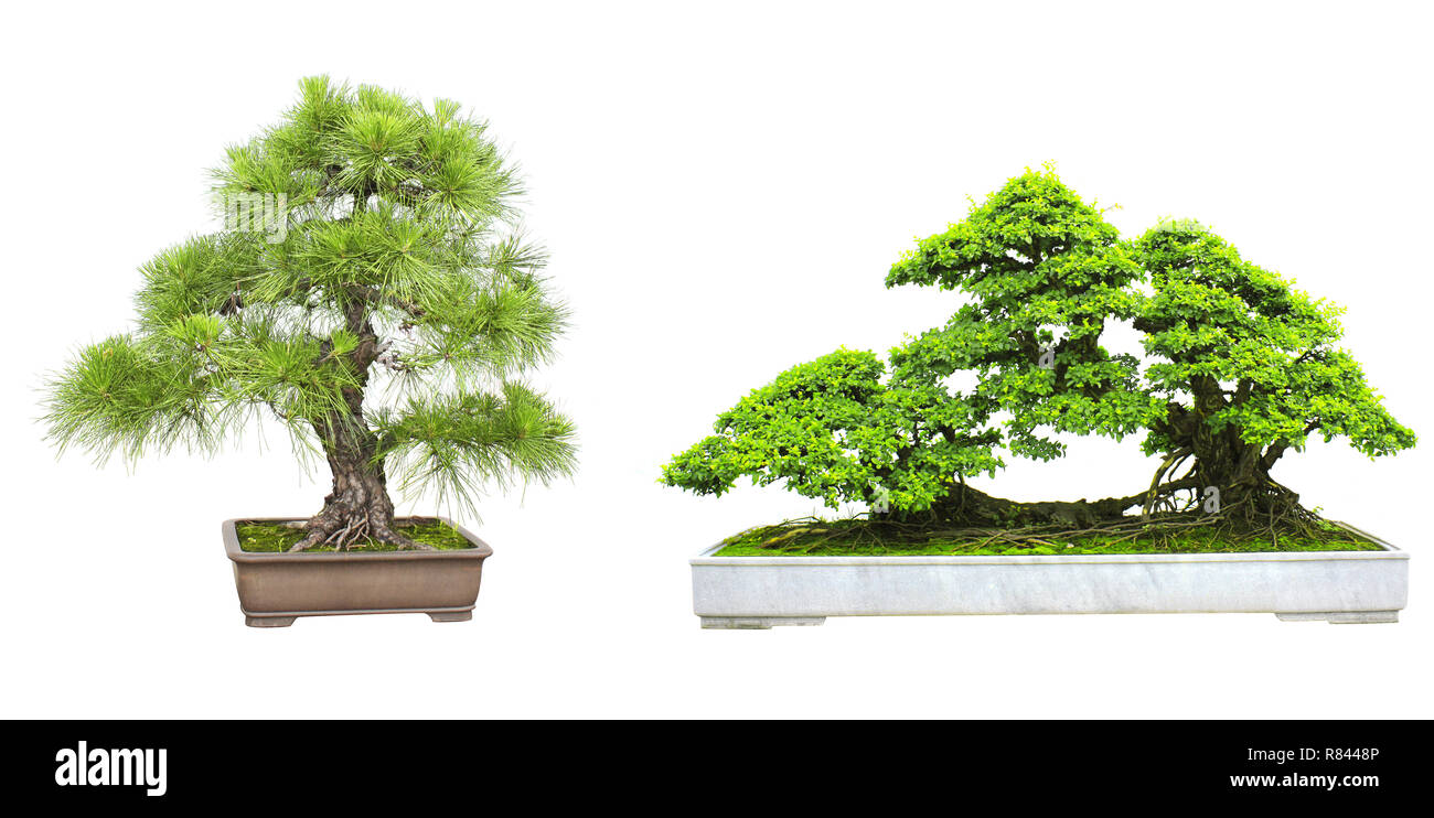 Collection of bonsai. Isolated on white background Stock Photo - Alamy
