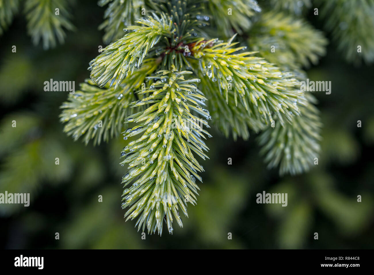How Long Christmas Tree Branches Drop at Donald McQueen blog