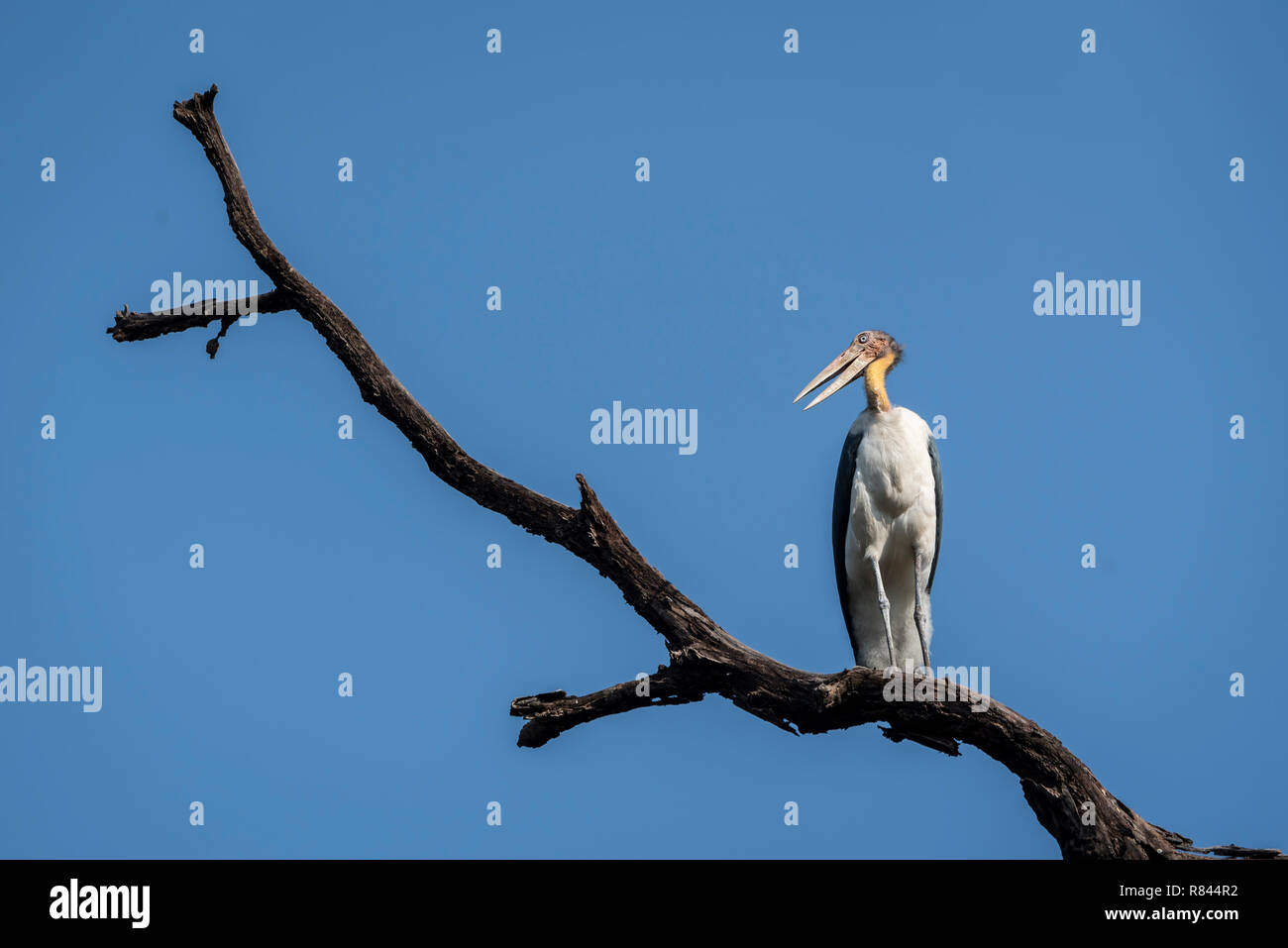 A greater adjudant resting on a branch Stock Photo