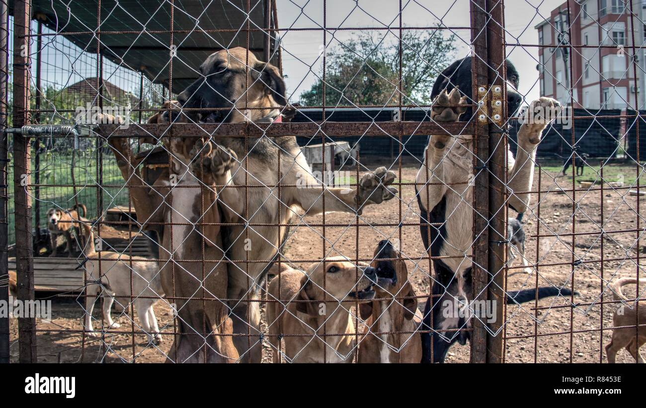 Podgorica, Montenegro, September 2017 - Homeless dogs waiting to be adopted by a new owner at a shelter for abandoned animals Stock Photo