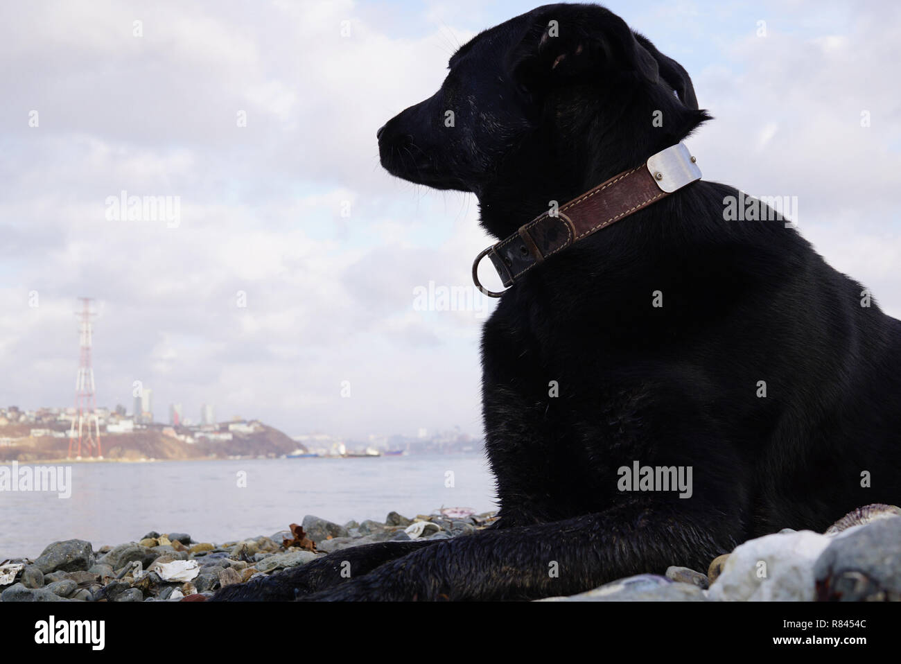 The dog lies on the seashore and looks thoughtfully towards the sea. Far East of Russia, Vladivostok Stock Photo