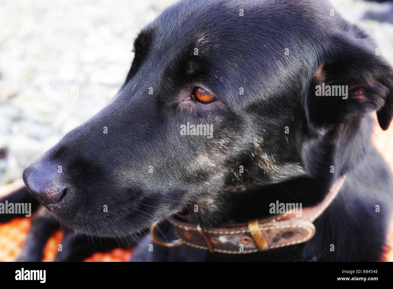 Black dog lying and resting, portrait close-up with bright brown eyes. The dog looks thoughtfully into the distance. Portrait of black big dog with br Stock Photo