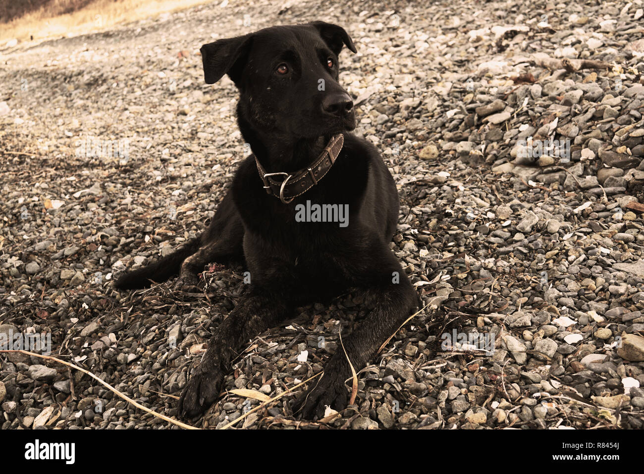 Why Are My Dogs Pupils So Big