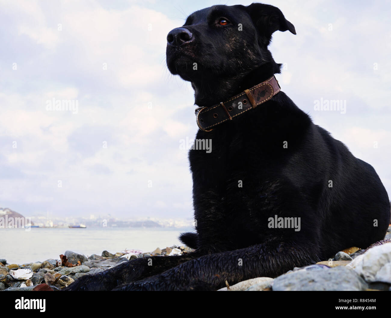Black big dog lying and resting, portrait close-up with bright brown eyes. The dog looks thoughtfully into the distance. Far East of Russia, Vladivost Stock Photo