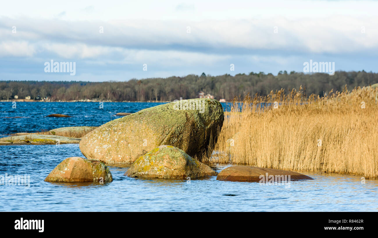 Lichen covered rocks beside reed in coastal landscape. Southern Sweden in December. Stock Photo