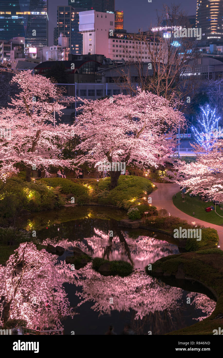 view of cherry blossoming at Mori Garden, Tokyo, Japan. Stock Photo