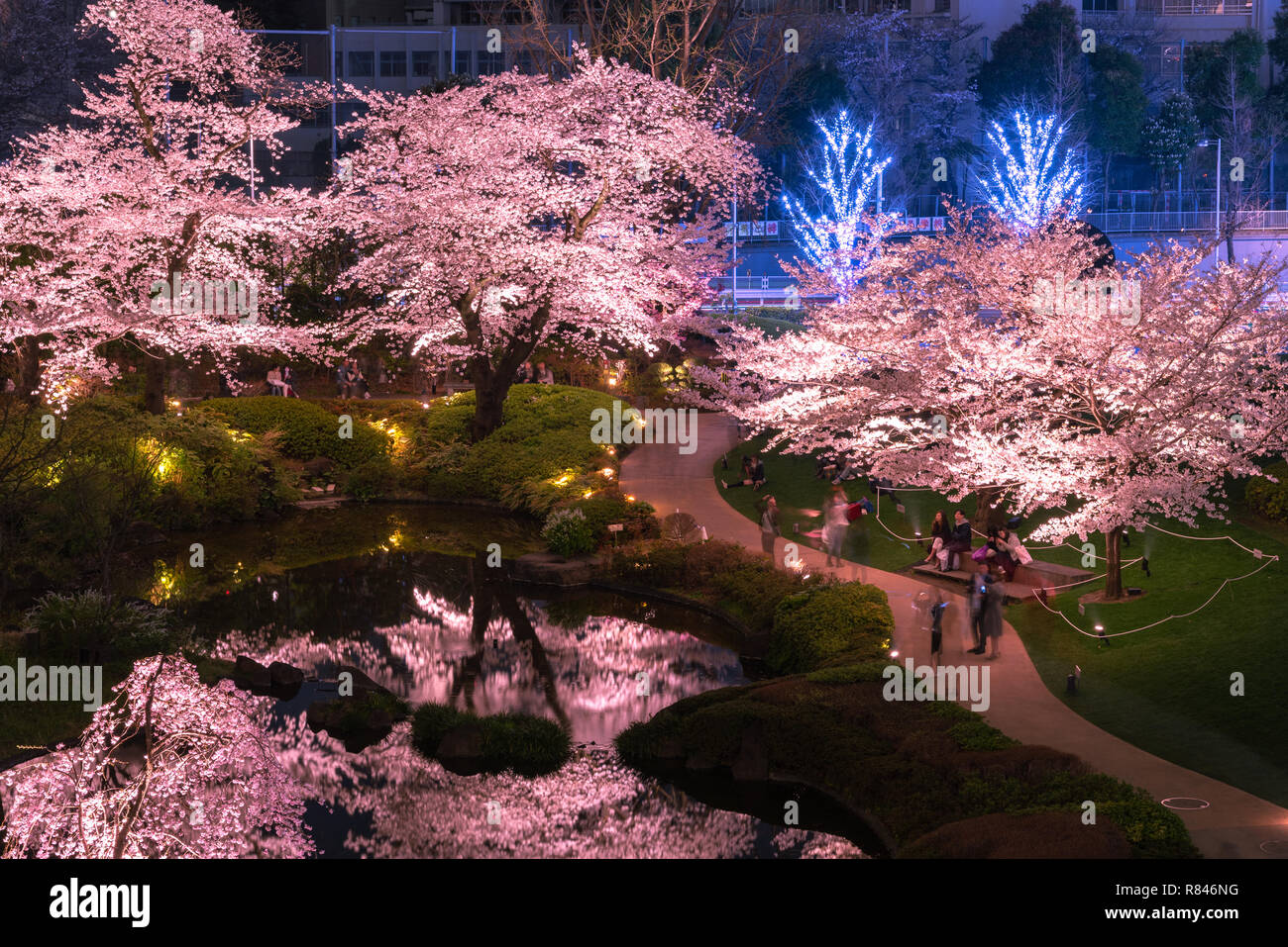 view of cherry blossoming at Mori Garden, Tokyo, Japan. Stock Photo