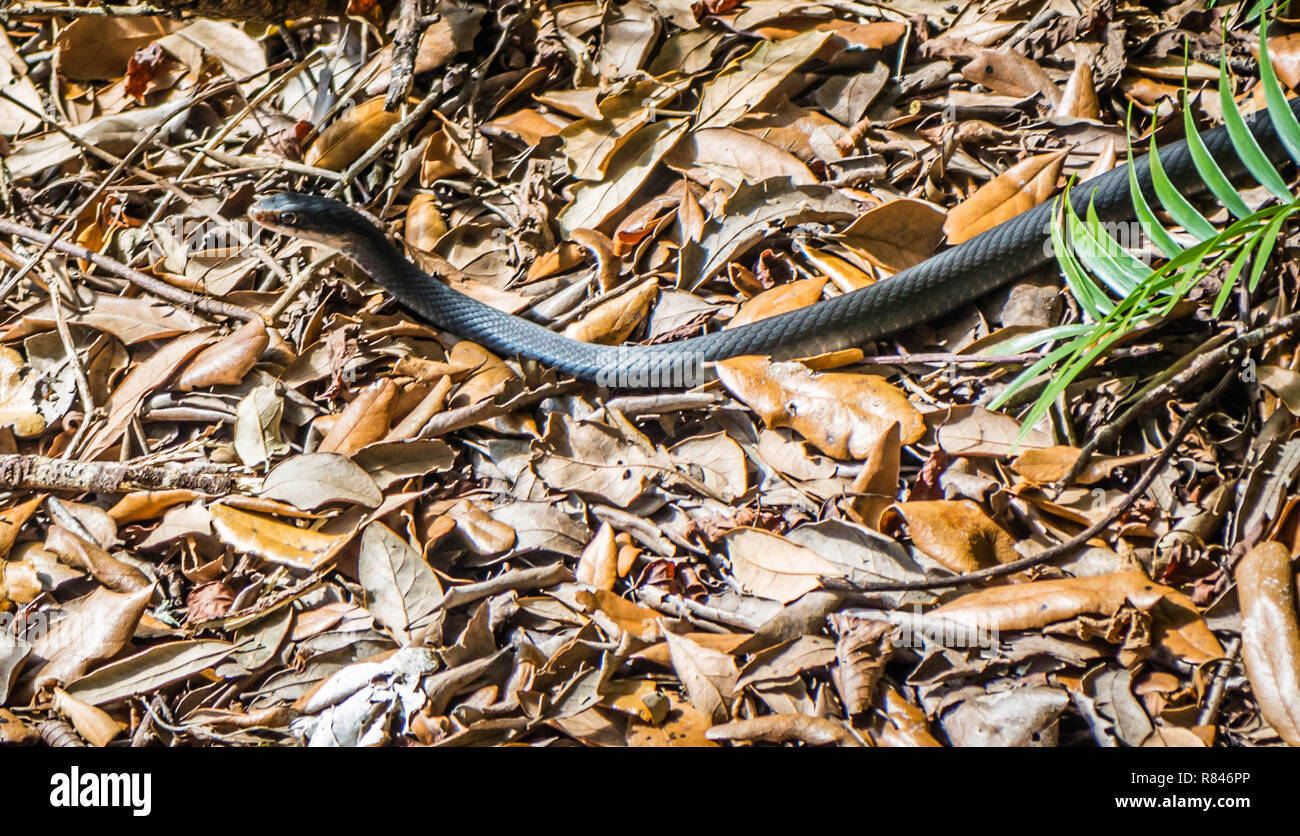A Black Racer Snake in Cape Coral, Florida Stock Photo