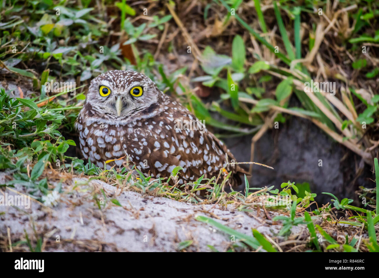 A Burrowing Owl In Cape Coral, Florida Stock Photo - Alamy