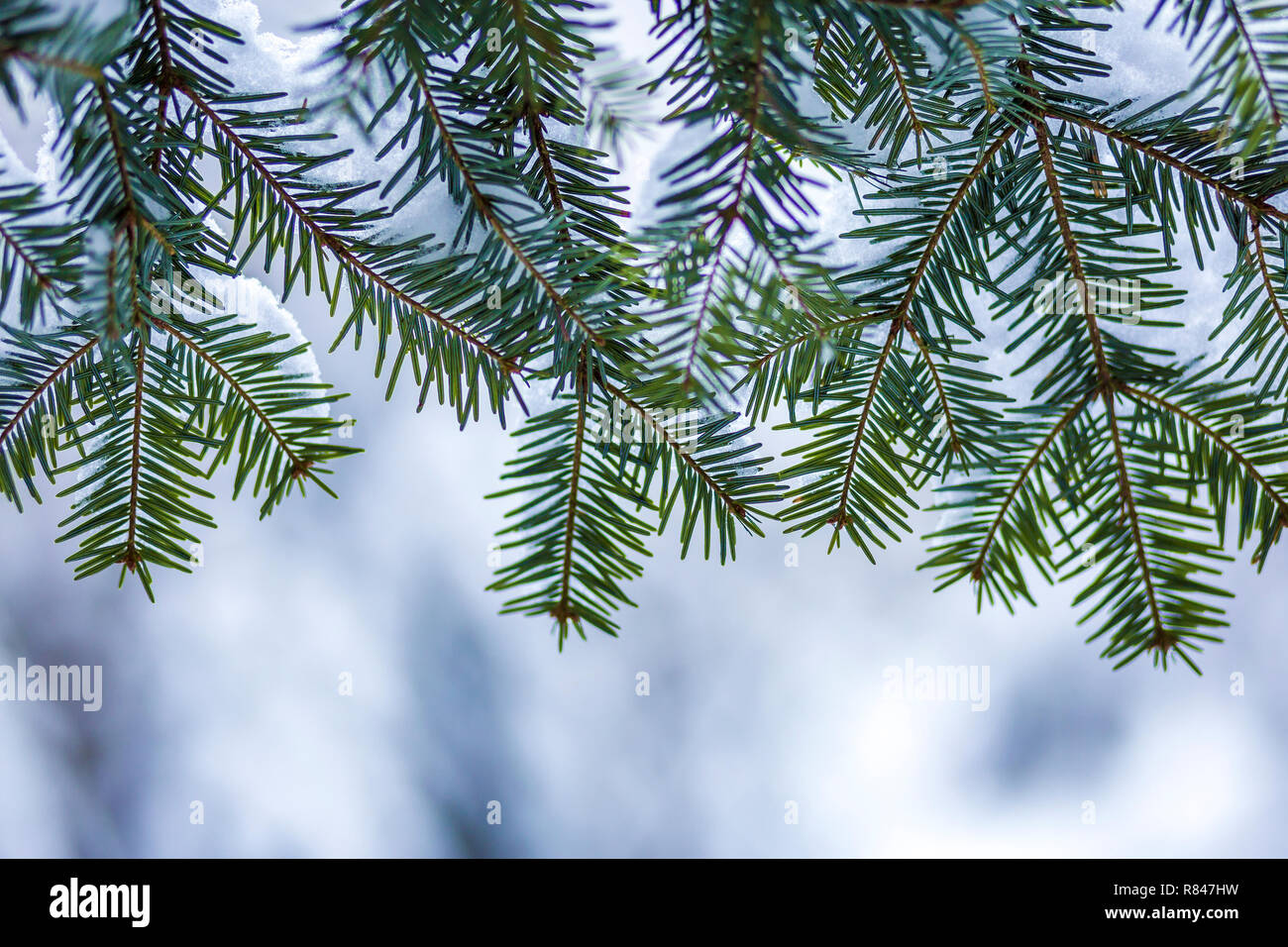 Pine tree branches with green needles covered with deep fresh clean ...