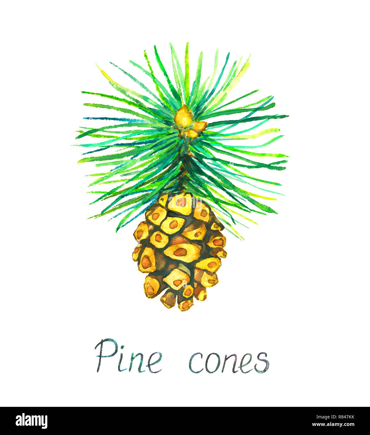 Pine branch with pine cone, isolated on white watercolor illustration ...