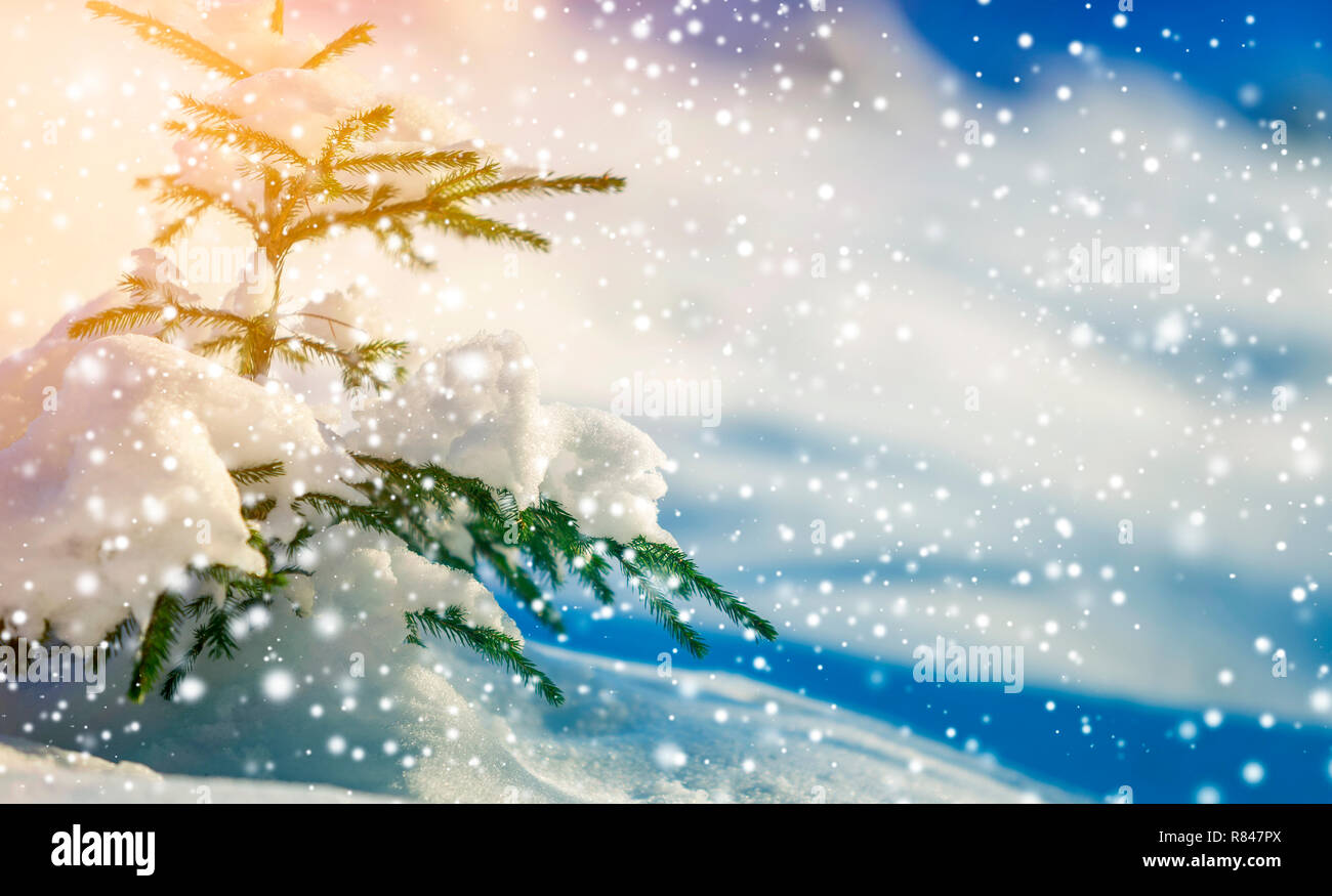 Young tender spruce tree with green needles covered with deep snow and ...