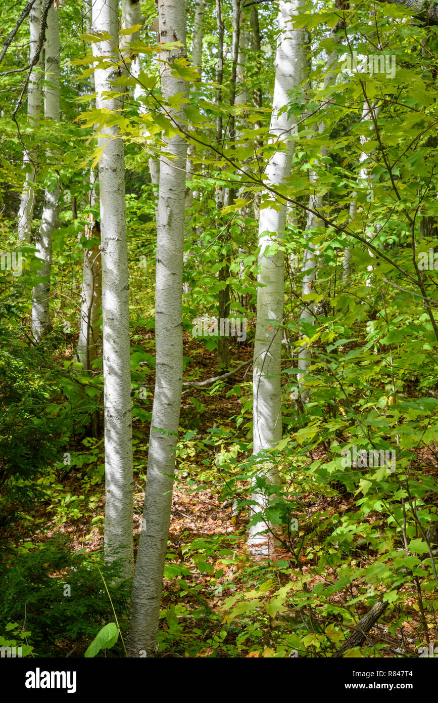Birch trees, Killarney Provincial Park, Ontario, Canada Stock Photo Alamy