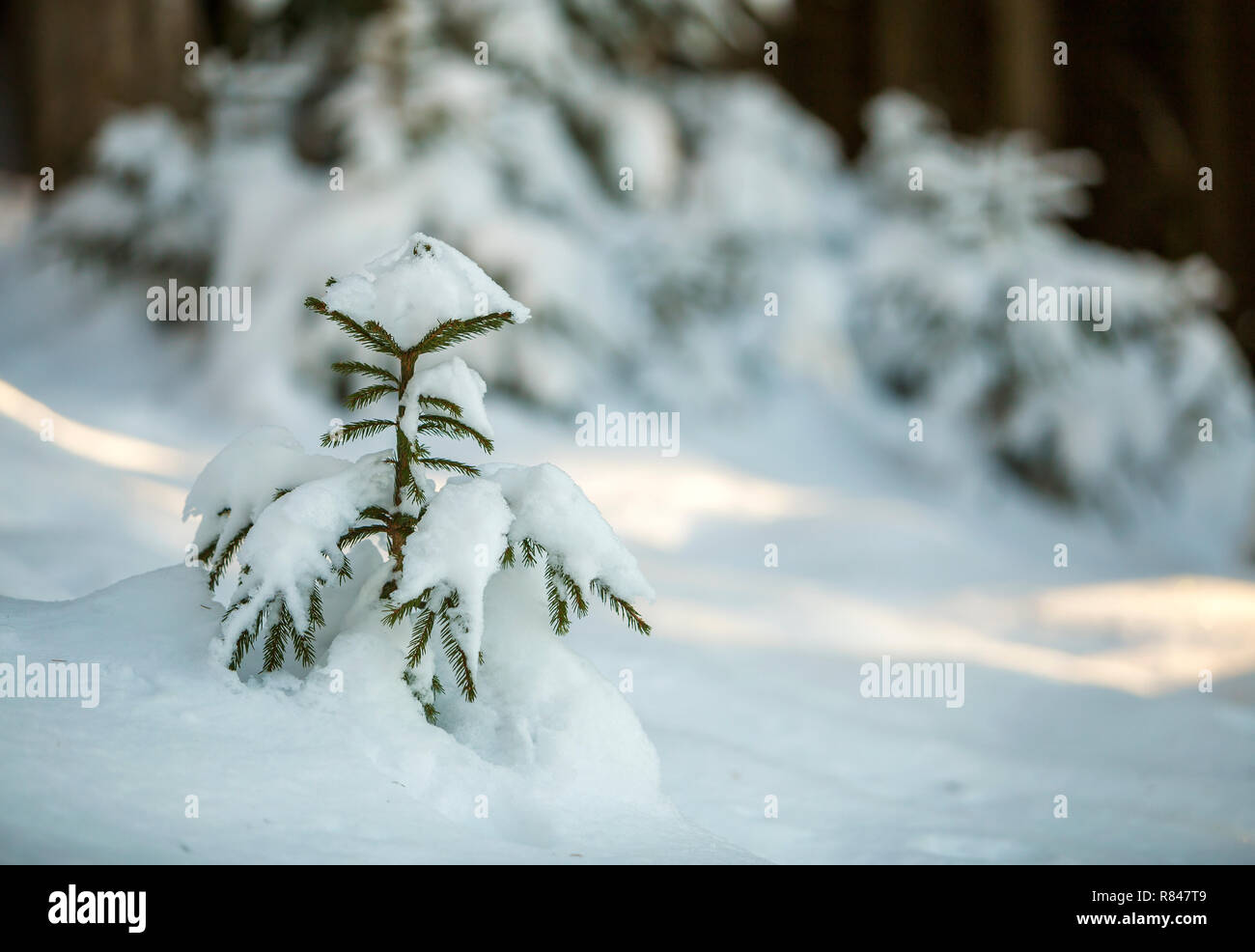 Young tender spruce tree with green needles covered with deep snow and ...
