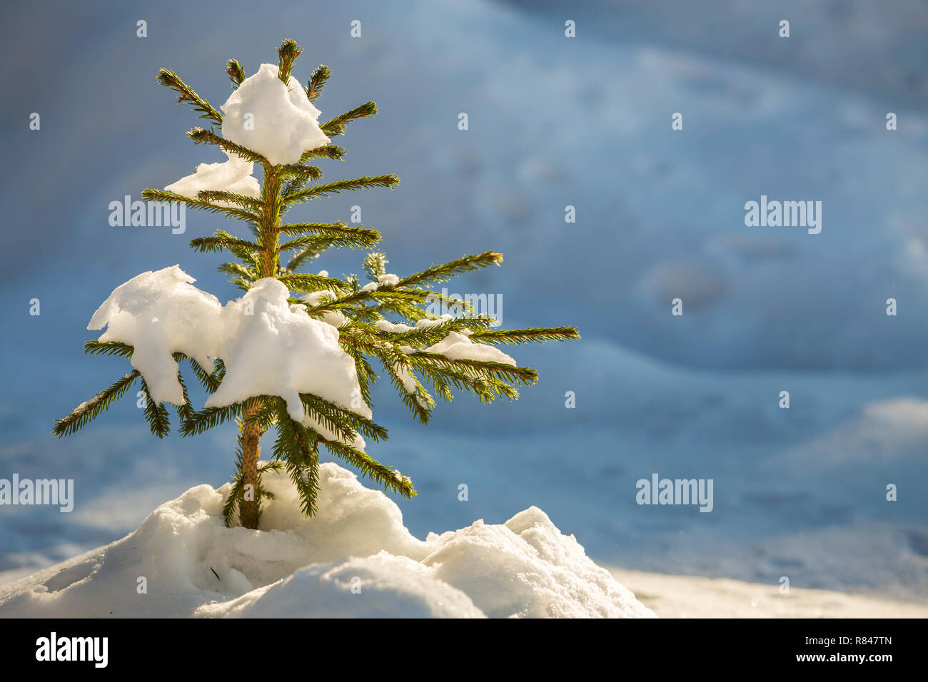 Young tender spruce tree with green needles covered with deep snow and ...