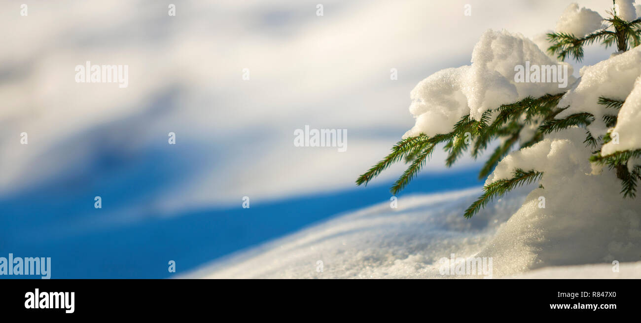 Young tender spruce tree brunches with green needles covered with deep ...