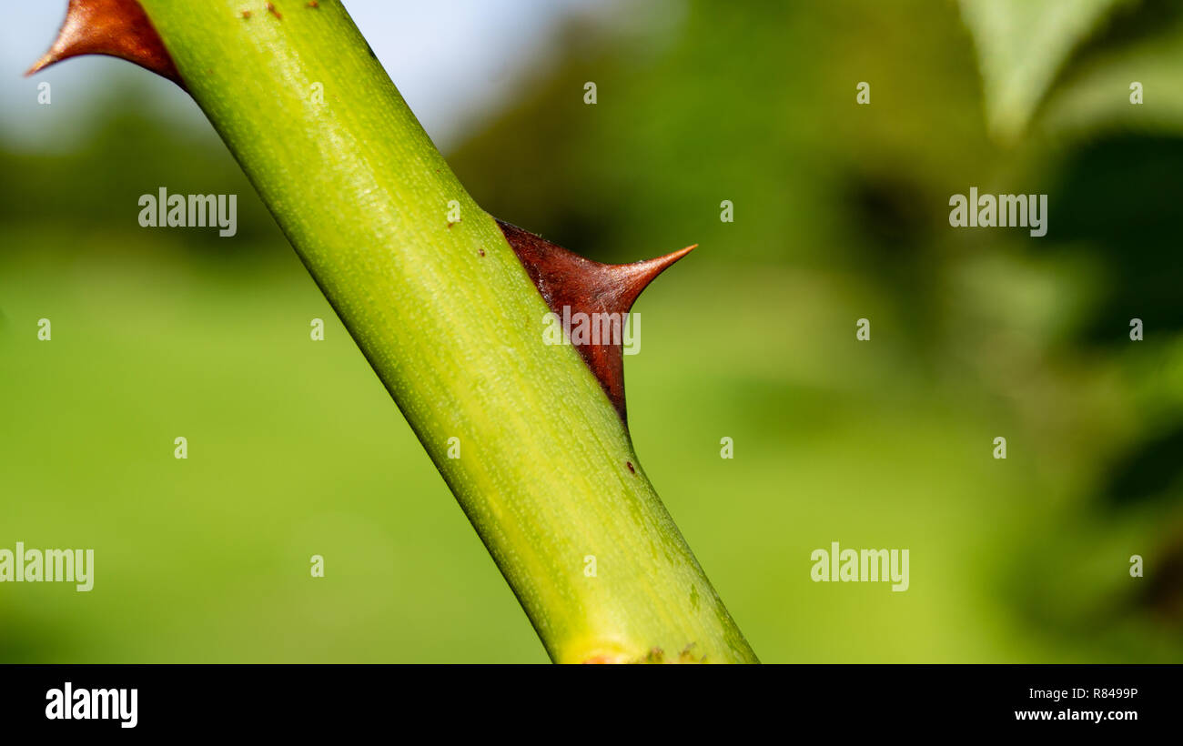 Rose Thorn Pain High Resolution Stock Photography and Images Alamy