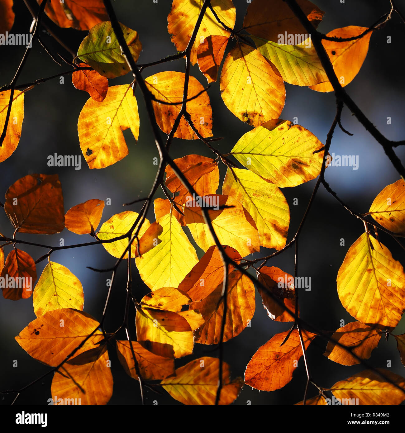 Backlit Beech leaves (Fagus sylvatica) in rich autumn colours. Tipperary, Ireland Stock Photo