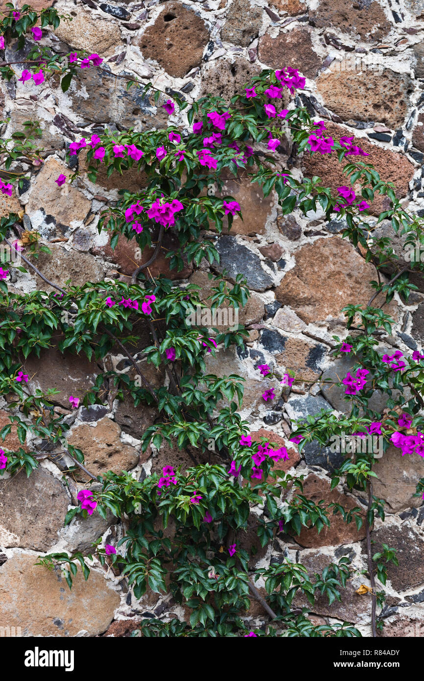 Bougainvillea decorates the walls of a stone house SAN MIGUEL DE