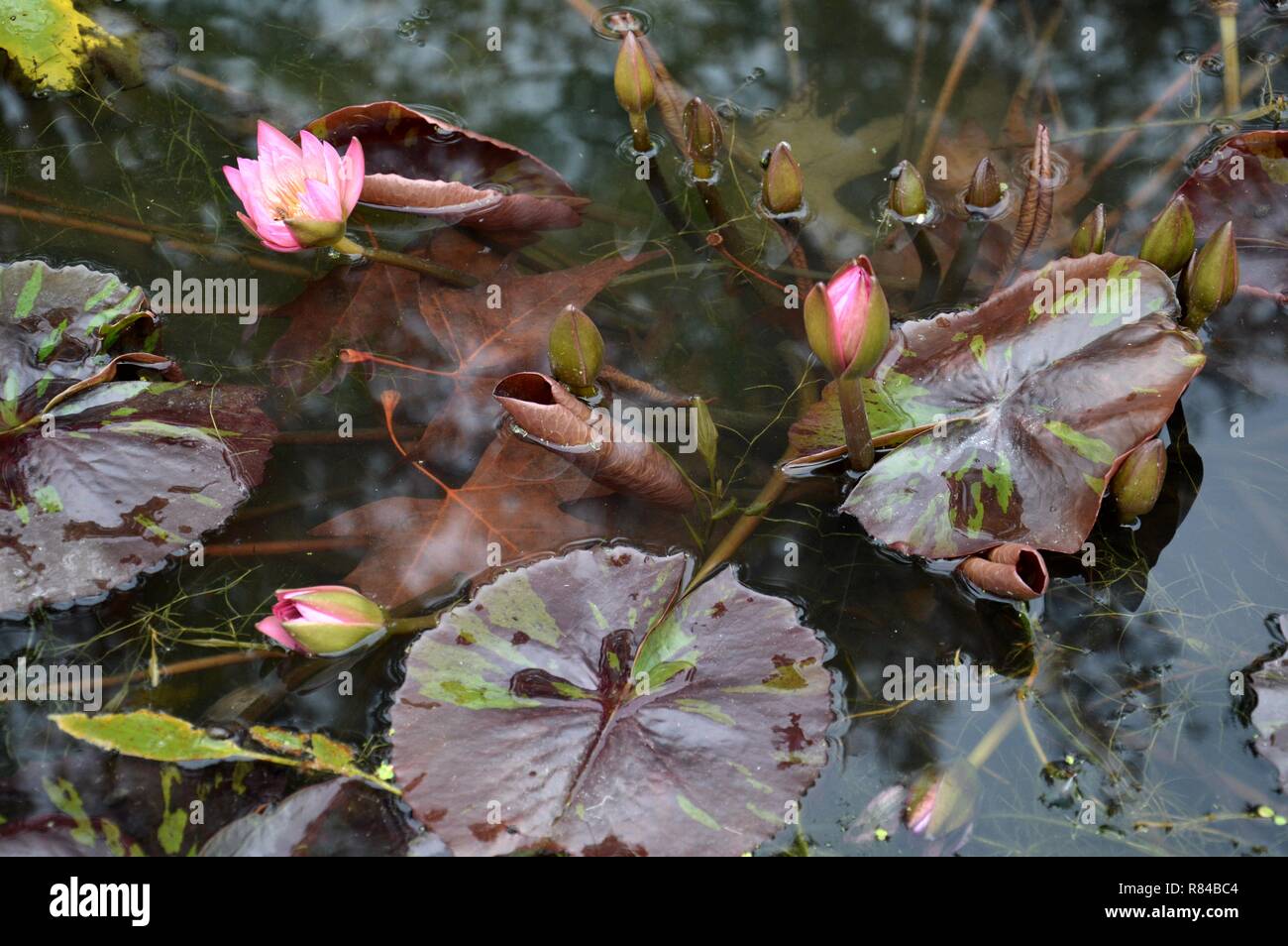 water lilies in the fall Stock Photo - Alamy