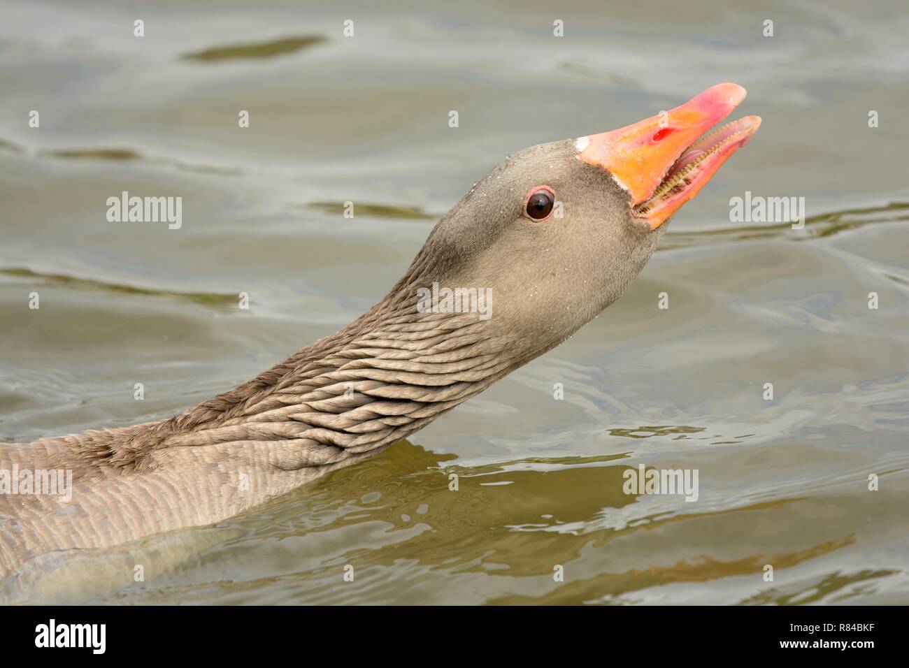 Head shot of a greylag goose (anser anser) swimming in the water Stock Photo