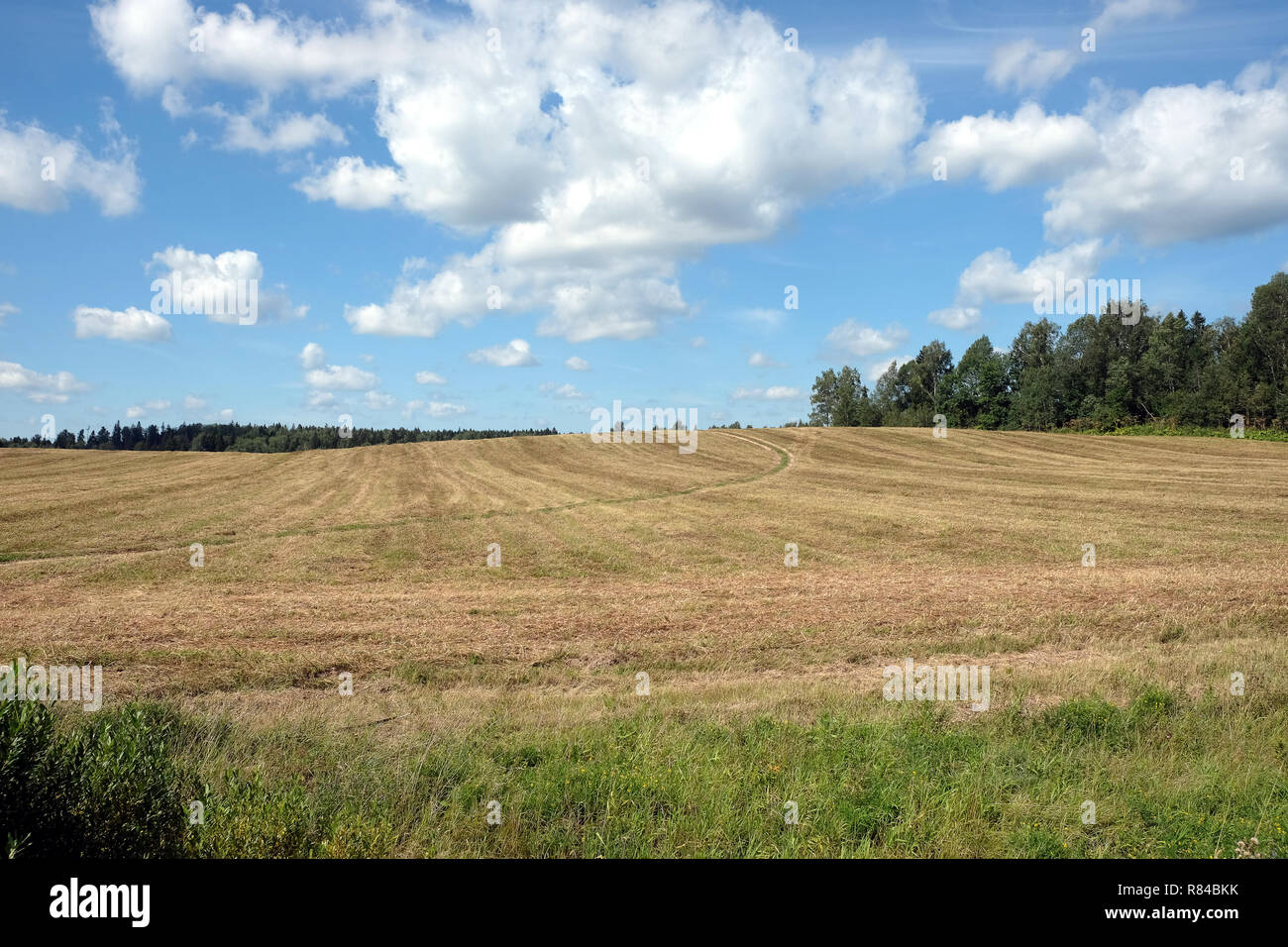 Beautiful rustic landscape with countryside ground road runs through a mowned field under sky with clouds to the forest on sunny summer day Stock Photo