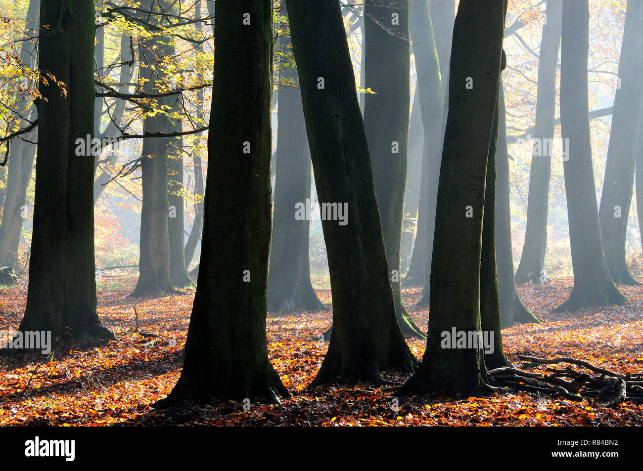 Beech trees in Dockey Wood, Ashridge estate. UK November Stock Photo
