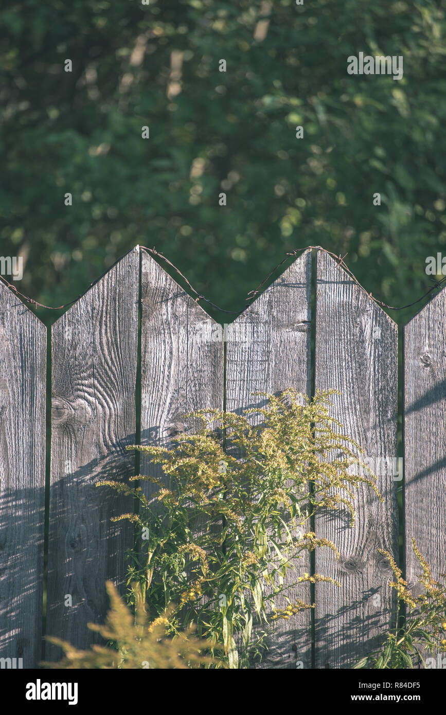 rusty barbed wire on top of old wooden fence in summer with green ...